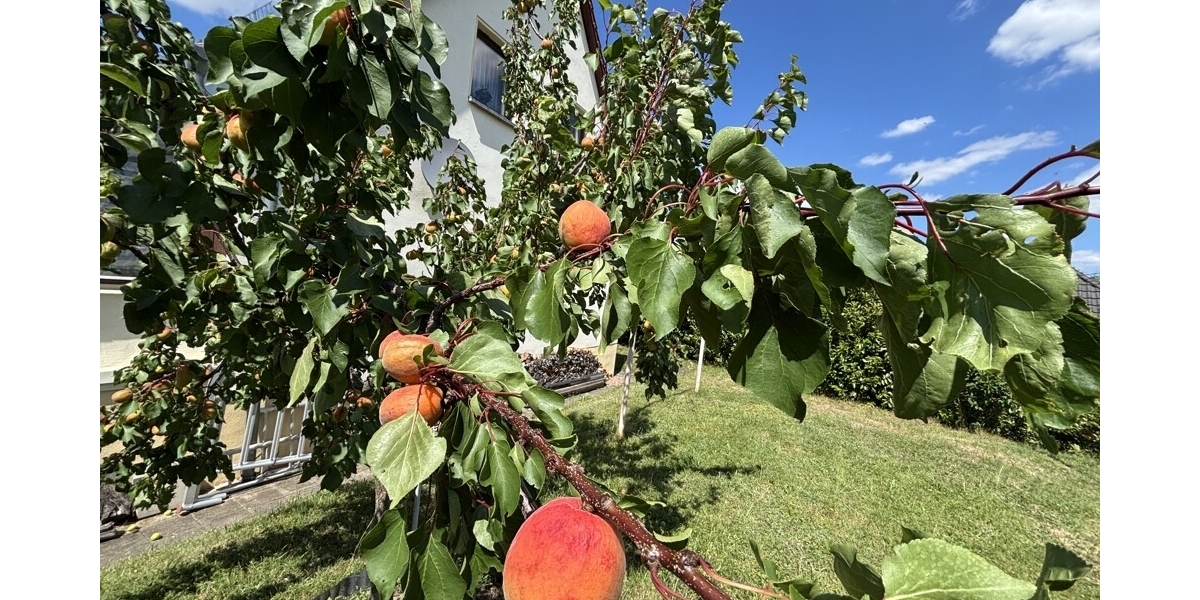 Naturerlebnis vor den Toren der Stadt - Ihr neues Familienzuhause in Klipphausen-Bockwen - Einfamilienhaus Klipphausen | Angebot:27133205