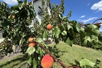 Naturerlebnis vor den Toren der Stadt - Ihr neues Familienzuhause in Klipphausen-Bockwen - Einfamilienhaus Klipphausen | Angebot:27133205