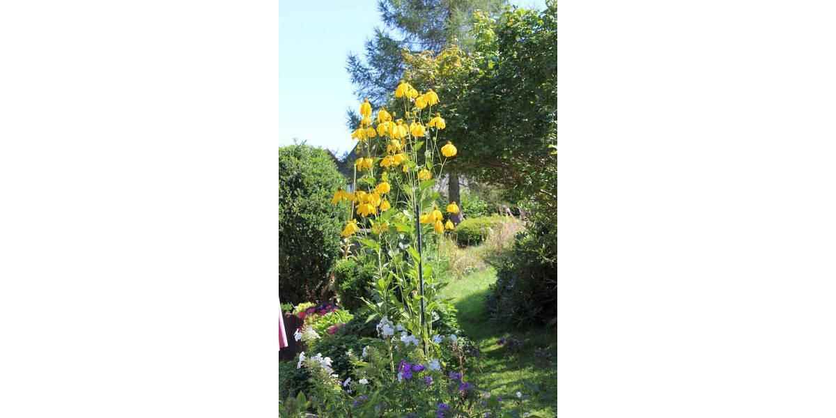 Mehrfamilienhaus, Wohnhaus Dippoldiswalde Obercarsdorf - 6 Zimmer, 190 m&sup2;, 210.000&euro; | Angebot:26077885