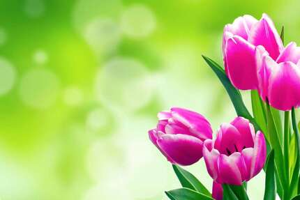 Haus zum Kaufen in Ottendorf-Okrilla 299.500 € 131 m² - Haus Ottendorf-Okrilla Okrilla | Angebot:25804904