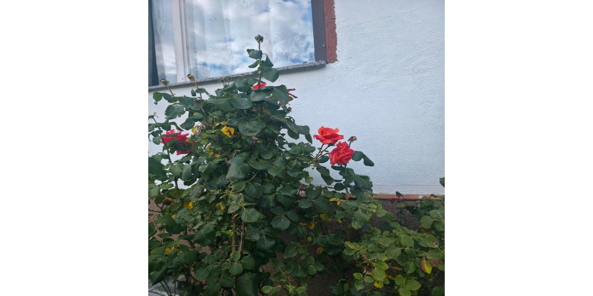 Einfamilienhaus Moritzburg - 5 Zimmer, 86 m&sup2;, 362.000&euro; | Angebot:27084788