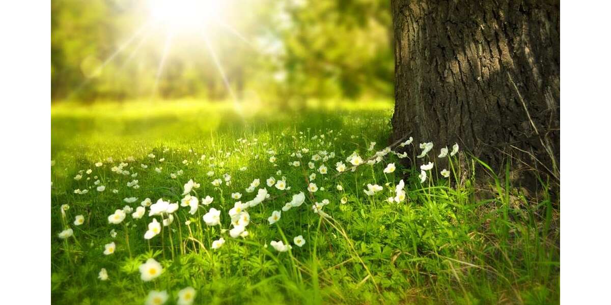 Grundstück Radeberg - 369.000&euro; | Angebot:17470223