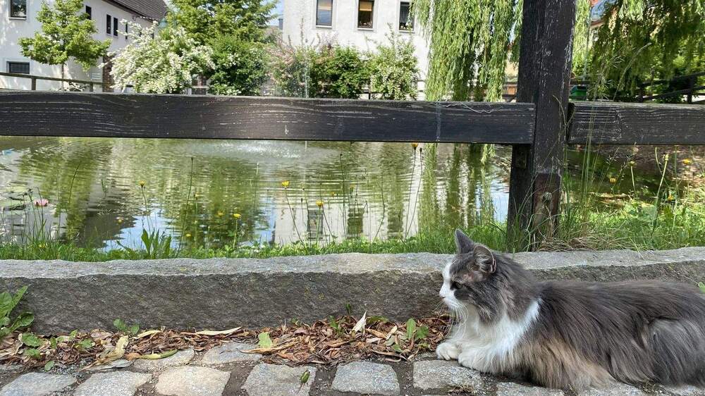 Denkmalgeschützter Dreiseithof 1 zimmer