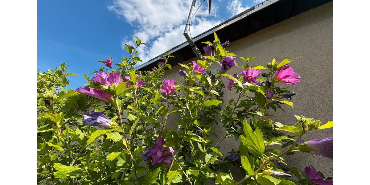Bungalow Dresden Blasewitz - 3 Zimmer, 21 m&sup2;, 39.000&euro; | Angebot:27209280