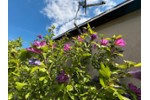 Bungalow Dresden Blasewitz - 3 Zimmer, 21 m&sup2;, 39.000&euro; | Angebot:27209280