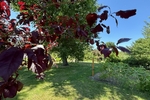Grünes Paradies für Groß und Klein: Großzügige Doppelhaushälfte in absolut ruhiger Idylle - Doppelhaushälfte Weinböhla | Angebot:27022913