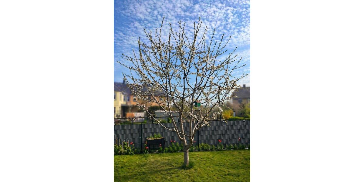 Reihenhaus Dresden Leuben - 5 Zimmer, 125 m&sup2;, 470.000&euro; | Angebot:26710070