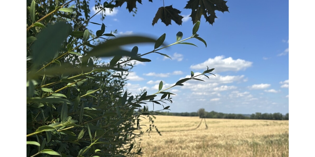 Naturerlebnis vor den Toren der Stadt - Ihr neues Familienzuhause in Klipphausen-Bockwen - Einfamilienhaus Klipphausen | Angebot:27133205