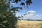 Naturerlebnis vor den Toren der Stadt - Ihr neues Familienzuhause in Klipphausen-Bockwen - Einfamilienhaus Klipphausen | Angebot:27133205