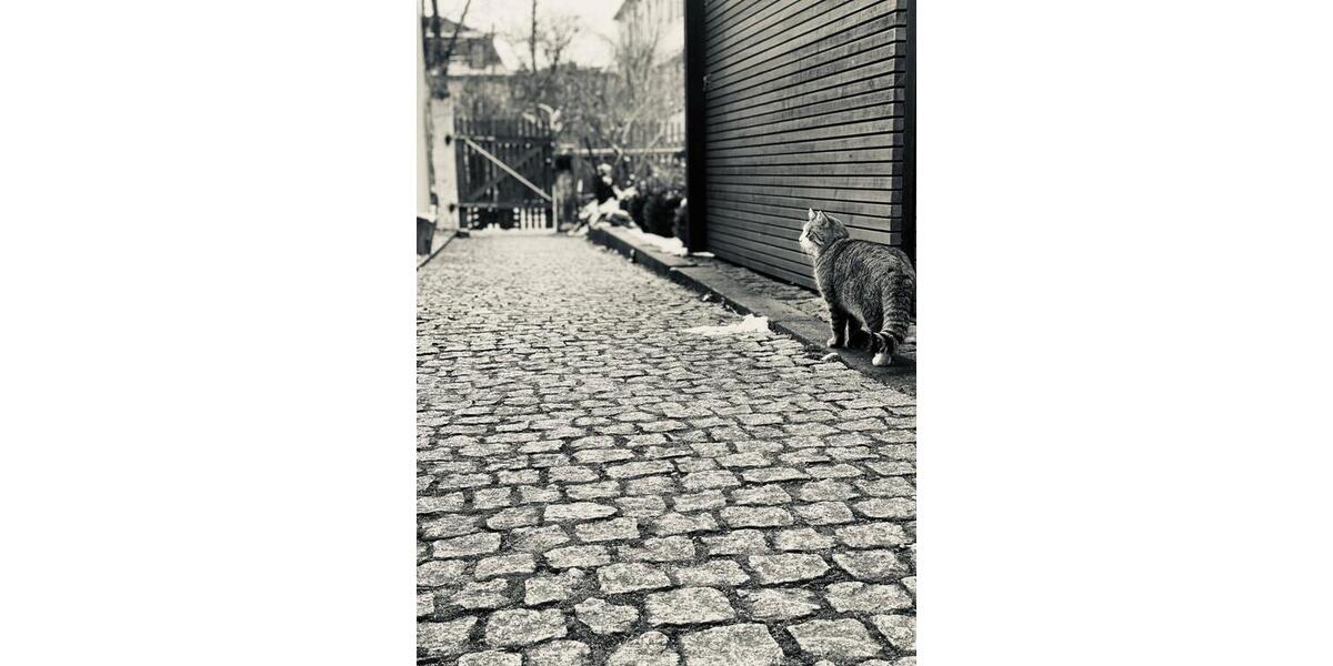 Erdgeschoßwohnung Dresden Neustadt - 2 Zimmer, 45 m&sup2;, 850&euro; | Angebot:20934190