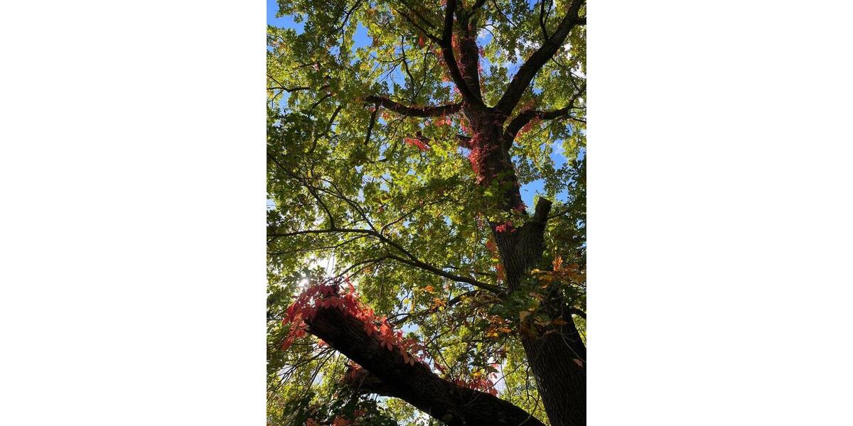 Bungalow Dresden Loschwitz - 3 Zimmer, 60 m&sup2;, 200.000&euro; | Angebot:25961758