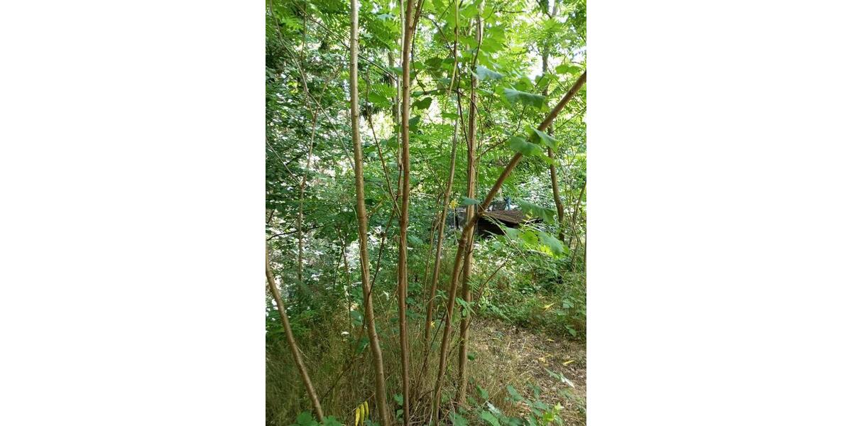 Einfamilienhaus Moritzburg - 2 Zimmer, 78 m&sup2;, 1.800&euro; | Angebot:24835471