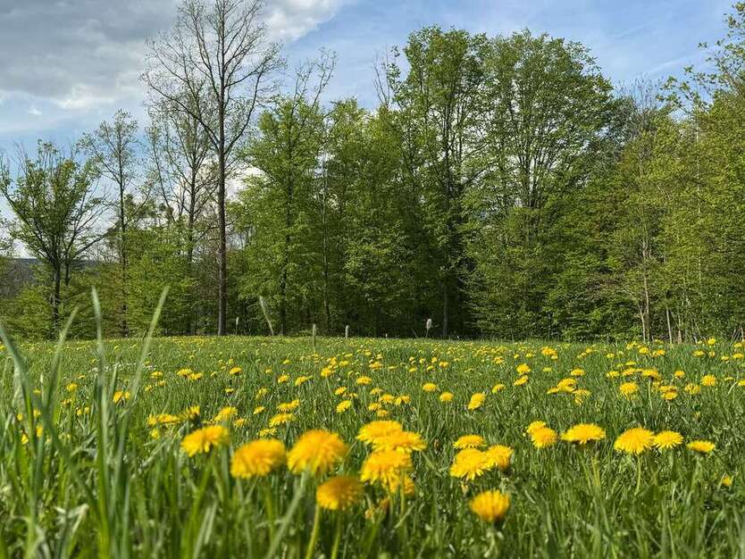 Grundstück in Müglitztal 5.999 € 12843 m²