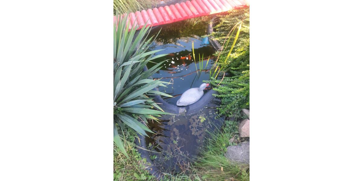 Doppelhaushälfte Dresden Pieschen - 11 Zimmer, 220 m&sup2;, 480.000&euro; | Angebot:25612694