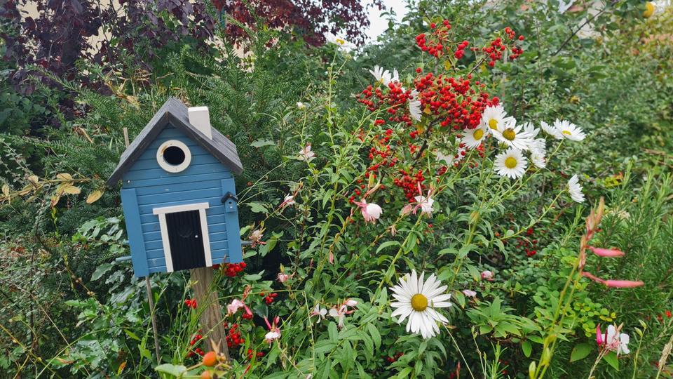 WG Zimmer in DD Pappritz, ideal für Studentinnen der HTW Pillnitz 1 zimmer