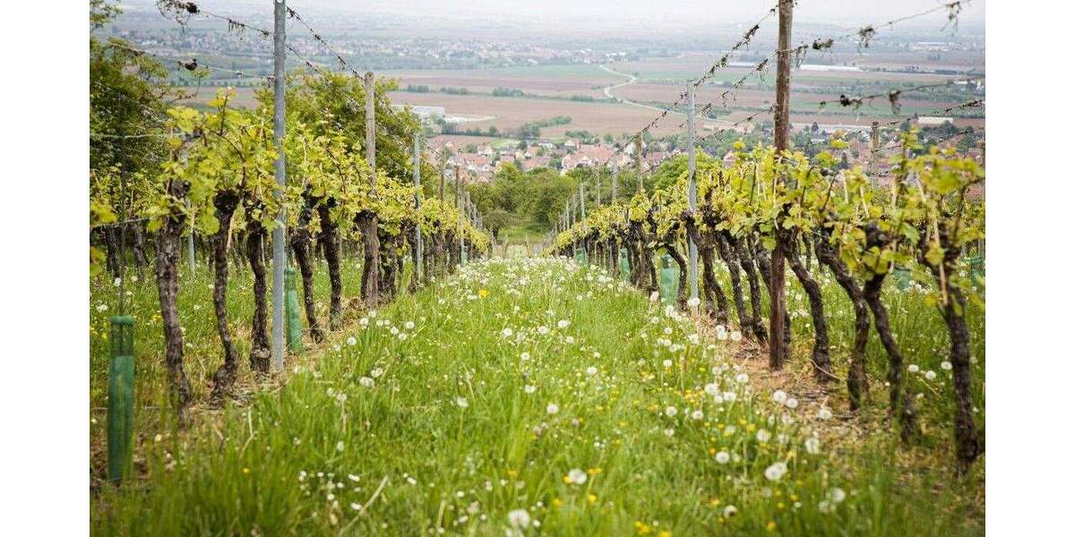 Grundstück Weinböhla - 129.000&euro; | Angebot:25772168