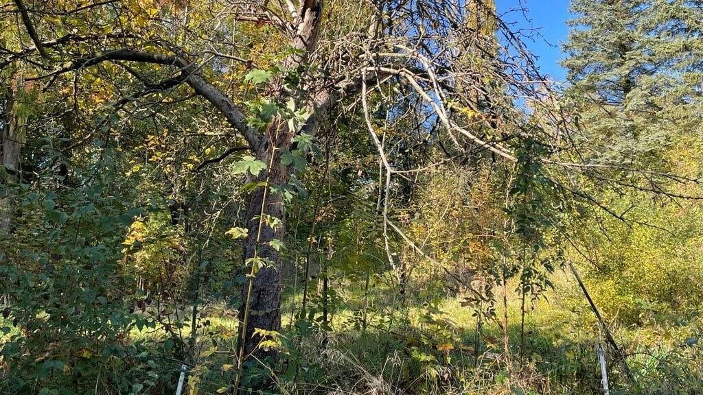 Grundstück Freital Weißig - 85.000&euro; | Angebot:25704804