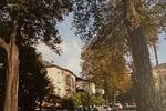 Erdgeschoßwohnung Dresden Blasewitz - 2 Zimmer, 47 m&sup2;, 550&euro; | Angebot:26302607