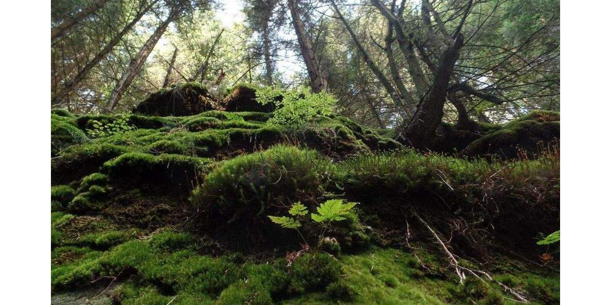 Grundstück Freital - 89.000&euro; | Angebot:25680380