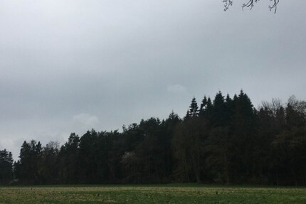 Kiefernwald nahe Kamenz