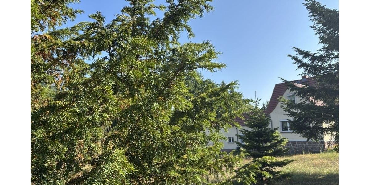 Einfamilienhaus mit ganz viel Potential und XL Grundstück in begehrter und ruhiger Siedlungslage - Einfamilienhaus Weinböhla | Angebot:27156514