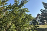 Einfamilienhaus mit ganz viel Potential und XL Grundstück in begehrter und ruhiger Siedlungslage - Einfamilienhaus Weinböhla | Angebot:27156514
