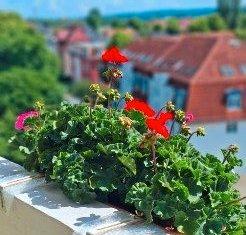 Dachgeschoßwohnung Coswig - 4 Zimmer, 76 m&sup2;, 125.000&euro; | Angebot:26927294